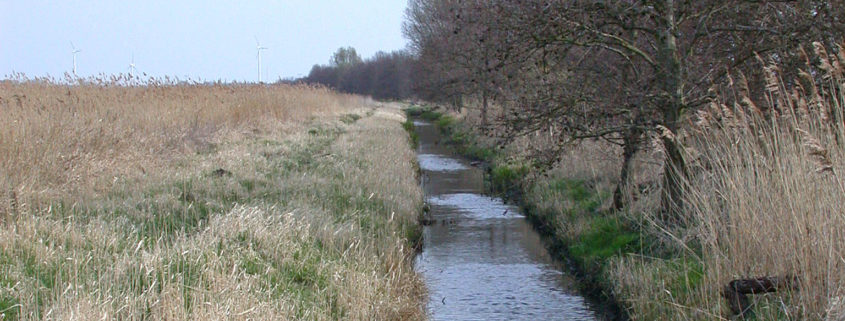 Rewetted degraded fen peatland site