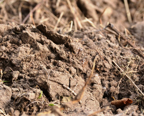 Effects of insecticides on survival and reproduction of microarthropods in African and European soils