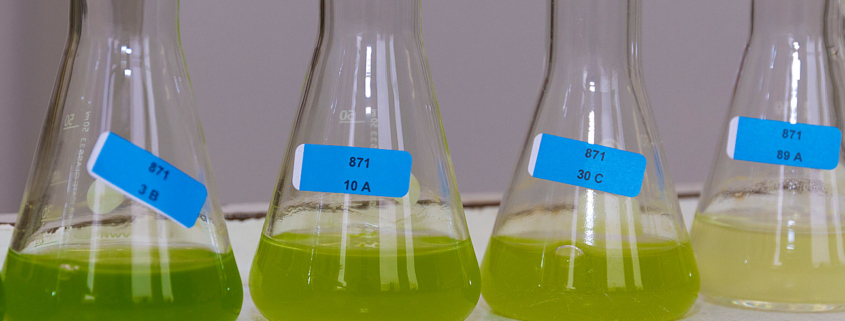 New publication on potential synergistic interaction between fungicides in toxicity tests with Raphidocelis subcapitata