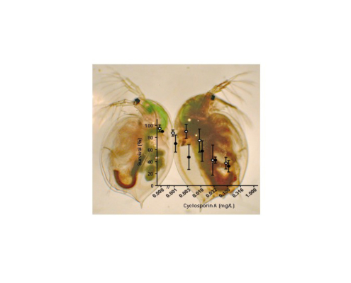 Impact of an immunosuppressive human pharmaceutical on the interaction of a bacterial parasite and its invertebrate host