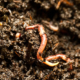 New developments in the toxicity testing of soil organisms – protecting soil biodiversity
