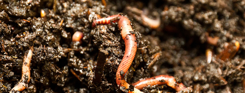 New developments in the toxicity testing of soil organisms – protecting soil biodiversity