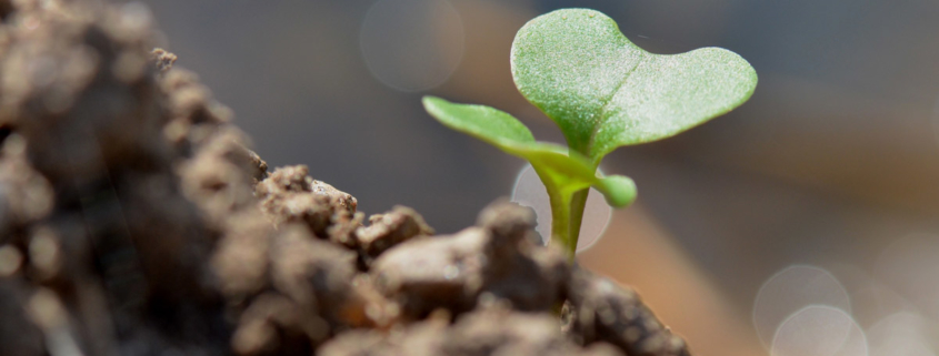 Symposium on Soil Biodiversity and How to Protect Soil Ecosystems