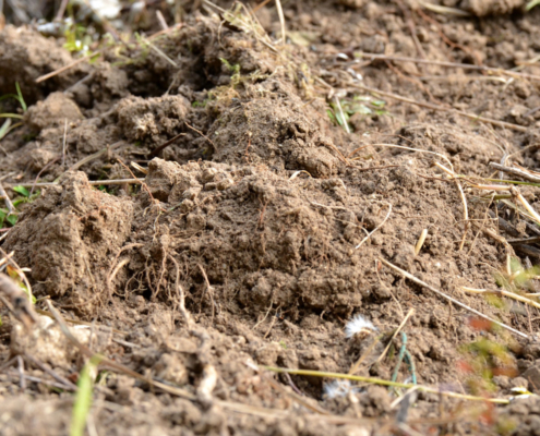 PhD scholarship in soil microbial ecology within the ARISTO project