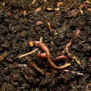 Global data on earthworm abundance, biomass, diversity and corresponding environmental properties