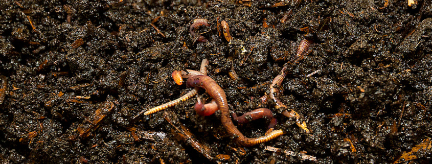 Global data on earthworm abundance, biomass, diversity and corresponding environmental properties