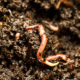 Multigeneration testing in soil invertebrates