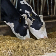 Publication on validation of a method to determine transformation of chemicals in manure