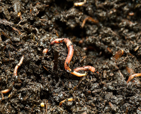 Chemical sensitivity of earthworms from field populations