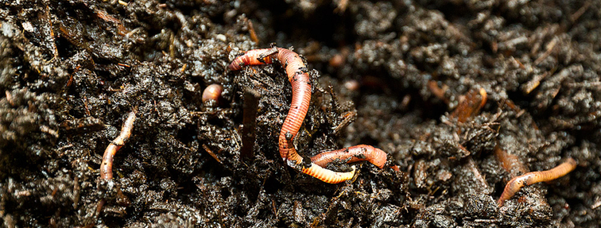 Chemical sensitivity of earthworms from field populations