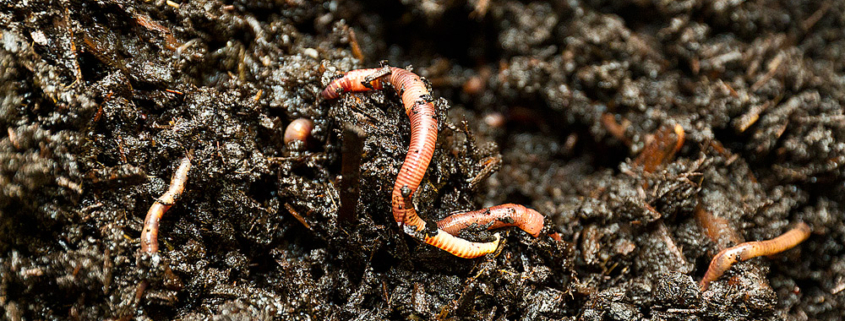 New publication on chemical sensitivity of earthworms from field